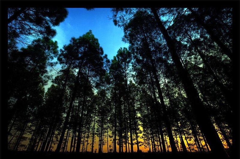 Silhouetted Pine Trees — Blue, Dramatic