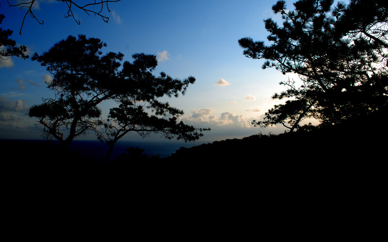Silhouetted Pine Trees — Blue, Serene, Sunset, Photograph, Ocean