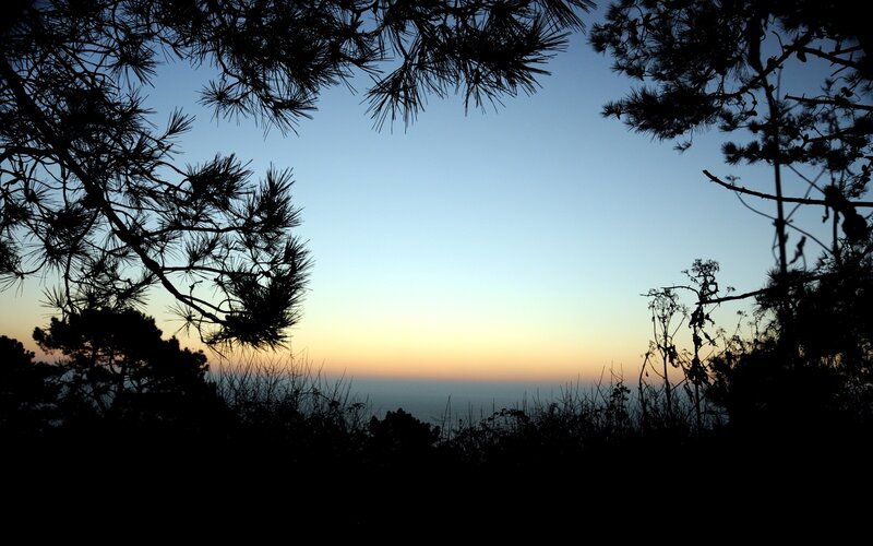 Silhouetted Pine Trees — Blue, Serene, Sunset, Photograph, Sky, Horizon