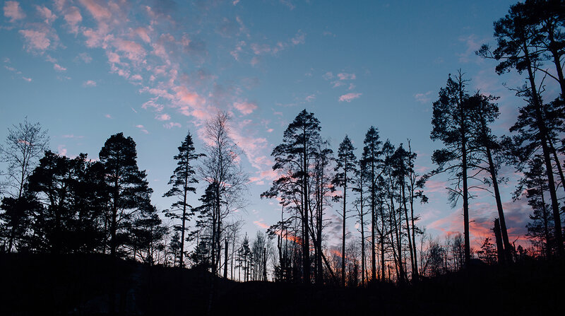 Silhouetted Pine Trees — Blue, Serene, Sunset, Photograph