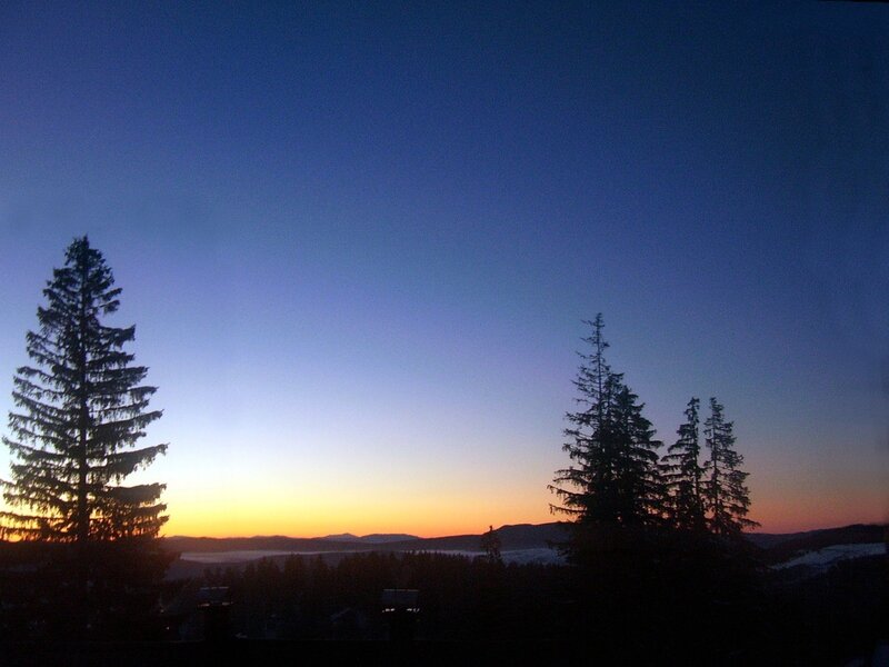 Silhouetted Pine Trees — Blue, Serene