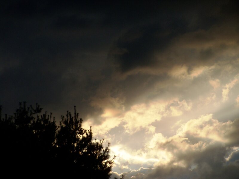 Silhouetted Pine Trees — Gray