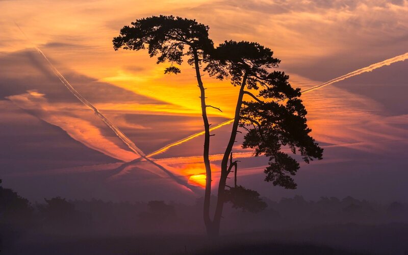 Silhouetted Pine Trees — Orange, Dramatic, Sunset, Photograph, Clouds, Contrails