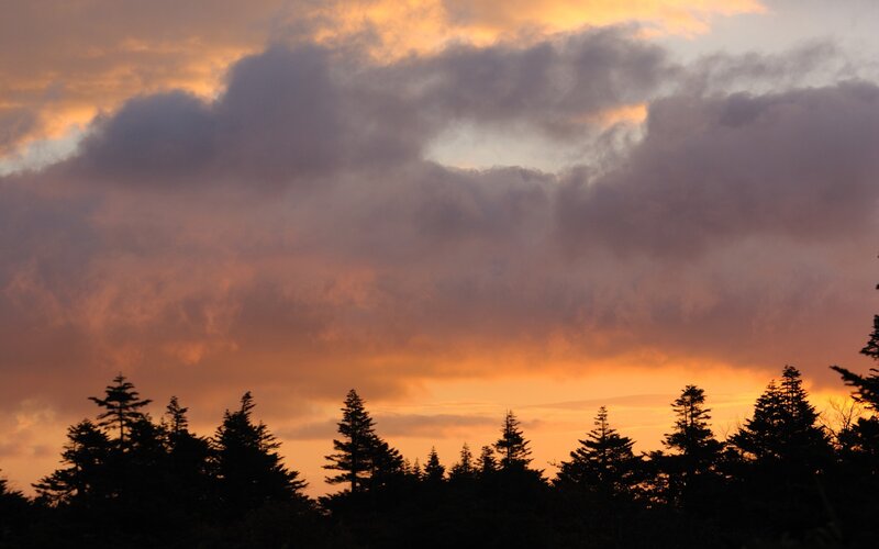 Silhouetted Pine Trees — Orange, Dramatic, Sunset, Photograph, Clouds
