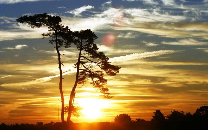 Silhouetted Pine Trees — Orange, Dramatic, Sunset, Photograph, Sun