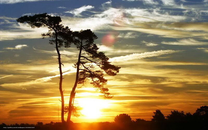 Silhouetted Pine Trees — Orange, Dramatic, Sunset, Photograph
