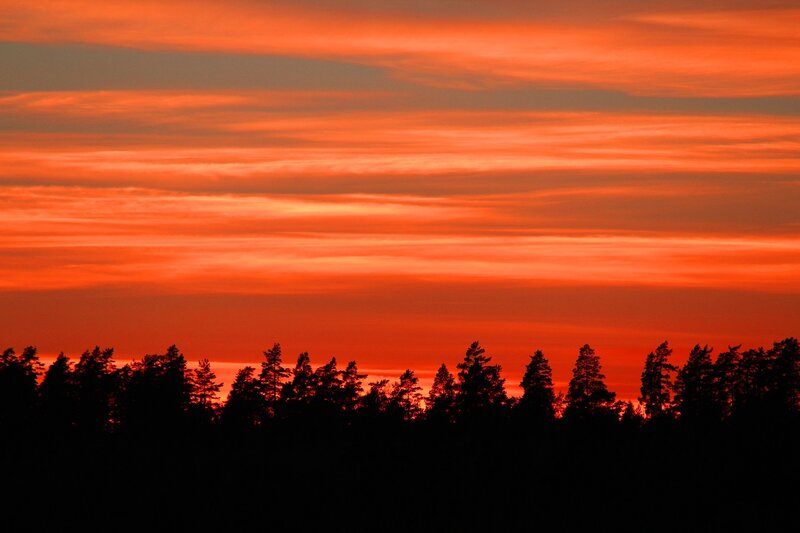 Silhouetted Pine Trees — Orange, Dramatic, Sunset