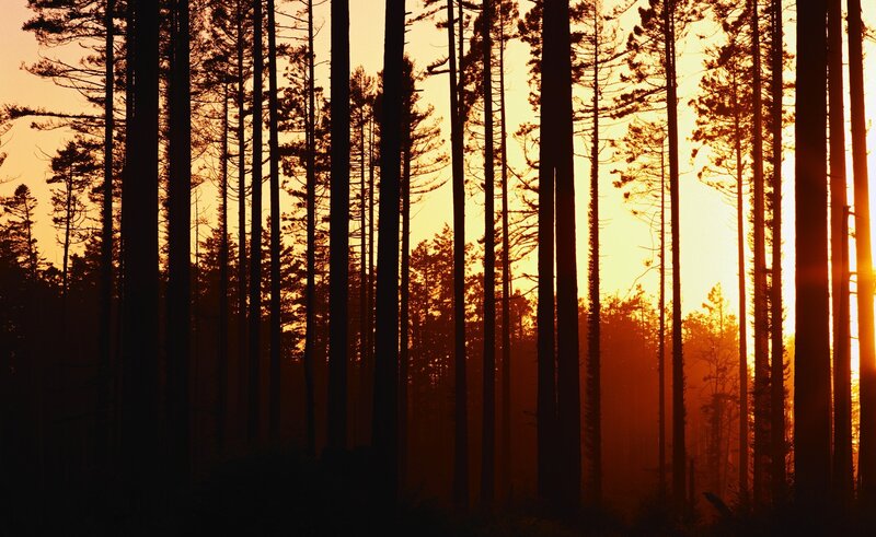 Silhouetted Pine Trees — Orange, Serene, Sunset