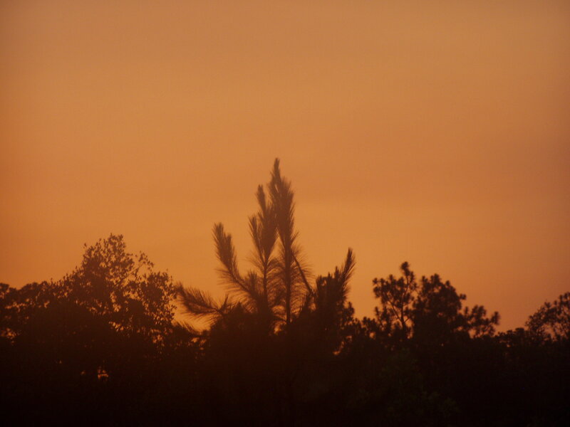 Silhouetted Pine Trees — Orange, Serene