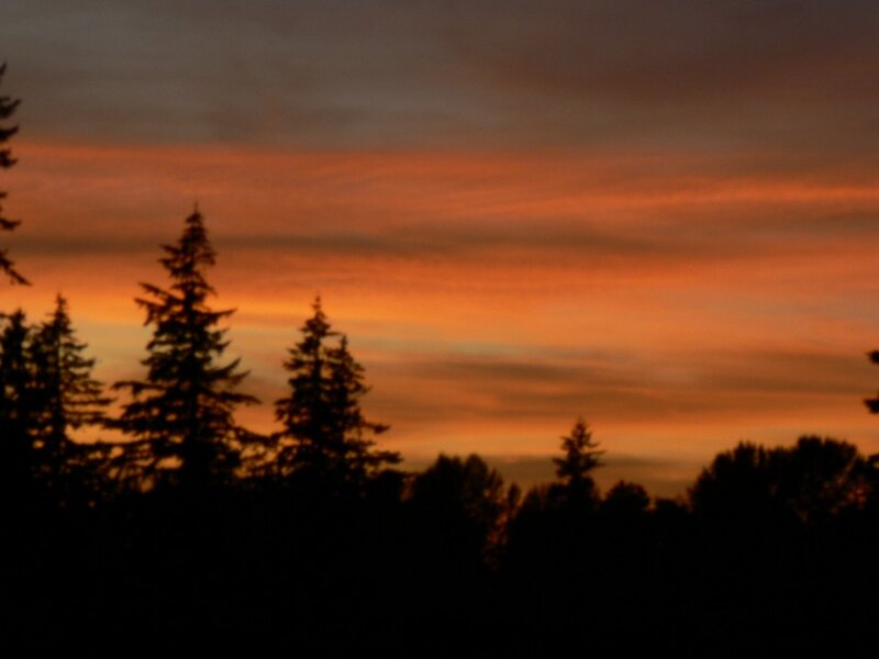 Silhouetted Pine Trees — Orange