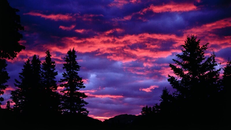 Silhouetted Pine Trees — Purple, Dramatic, Sunset, Photograph, Sky, Clouds