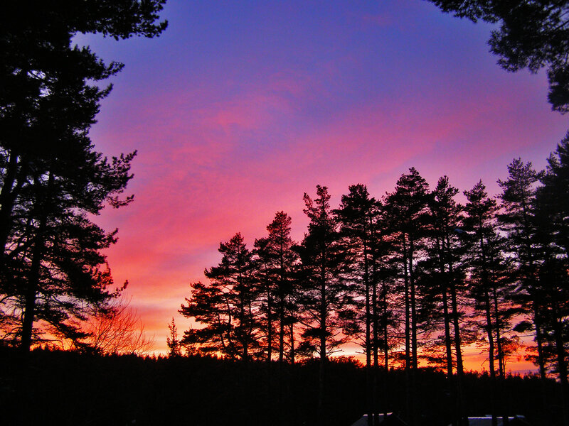 Silhouetted Pine Trees — Purple, Dramatic, Sunset, Photograph, Sky