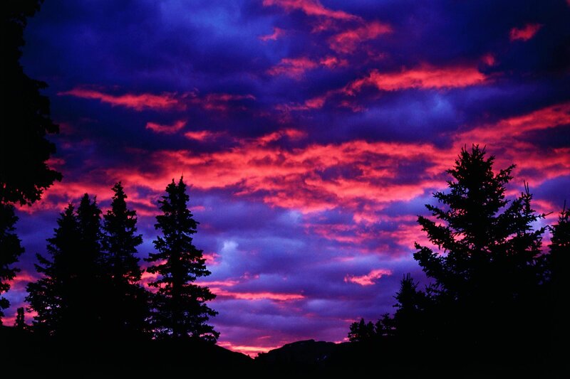 Silhouetted Pine Trees — Purple, Dramatic, Sunset, Photograph