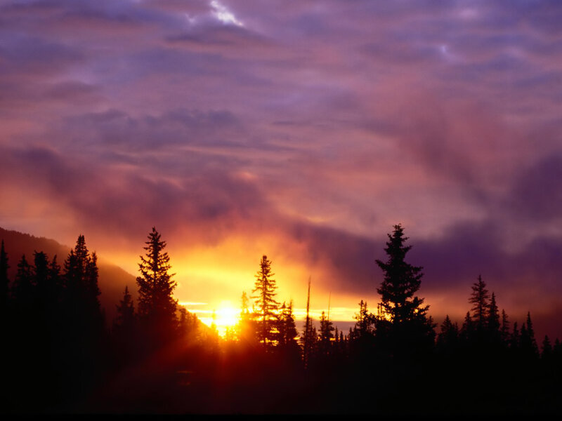 Silhouetted Pine Trees — Purple, Dramatic