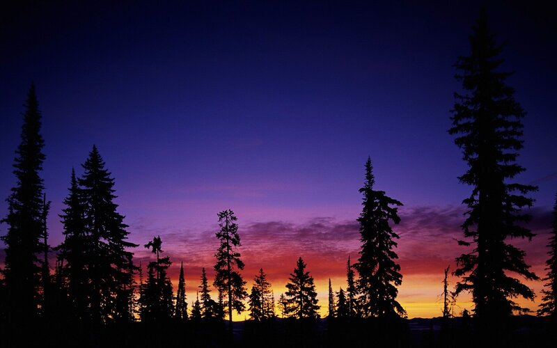 Silhouetted Pine Trees — Purple, Serene, Sunset, Photograph, Sky, Clouds, Orange