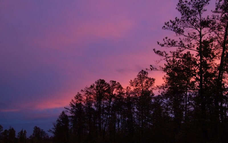 Silhouetted Pine Trees — Purple, Serene, Sunset, Photograph, Sky, Pink