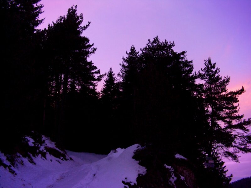 Silhouetted Pine Trees — Purple, Serene