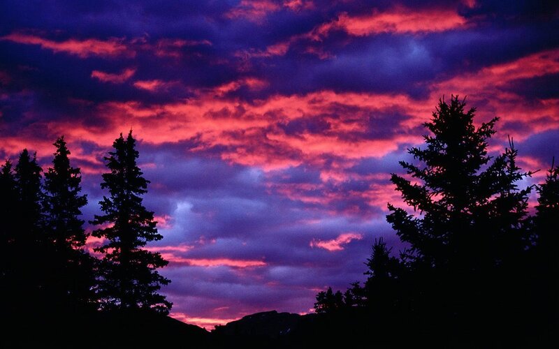 Silhouetted Pine Trees — Purple