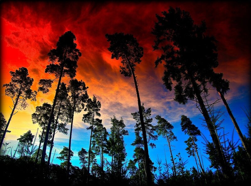 Silhouetted Pine Trees