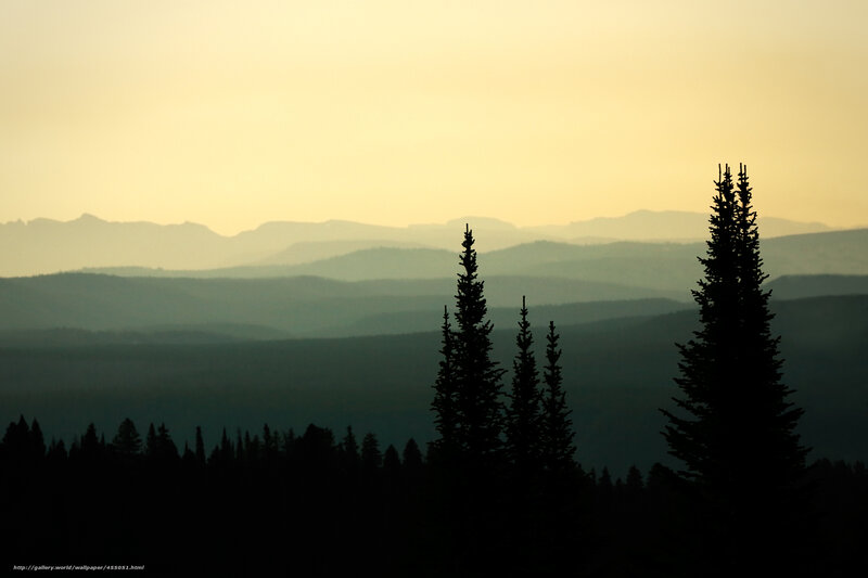 Silhouetted Pine Trees — Yellow, Serene, Sunset