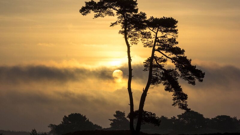 Silhouetted Pine Trees — Yellow, Serene