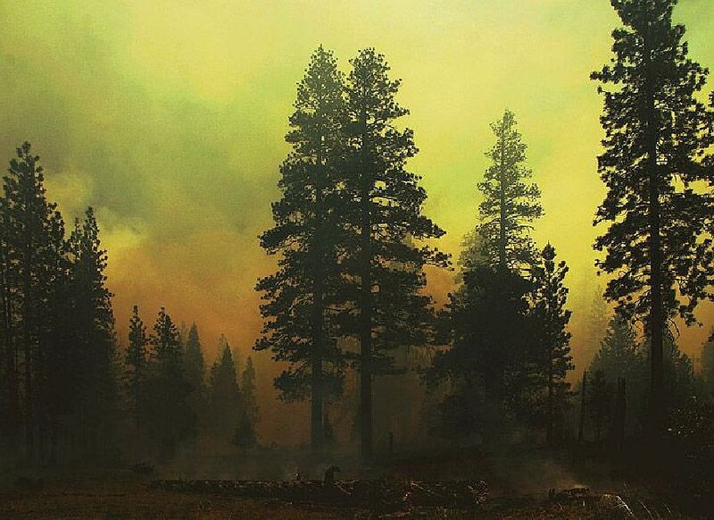 Silhouetted Pine Trees — Yellow