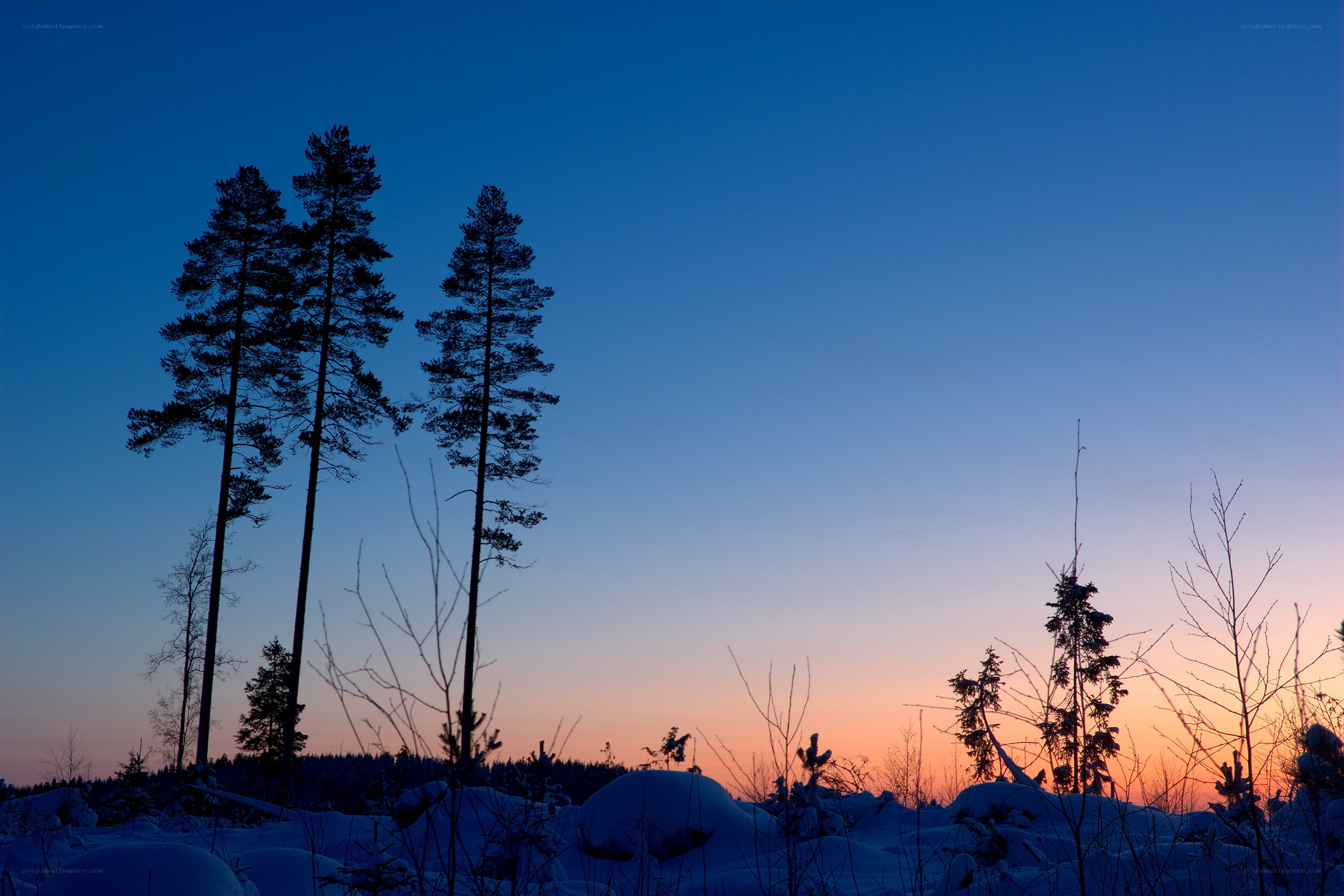 Silhouetted pines at dusk