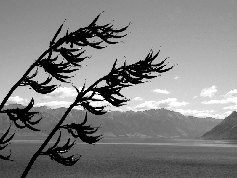 Silhouetted Plant Against Mountains