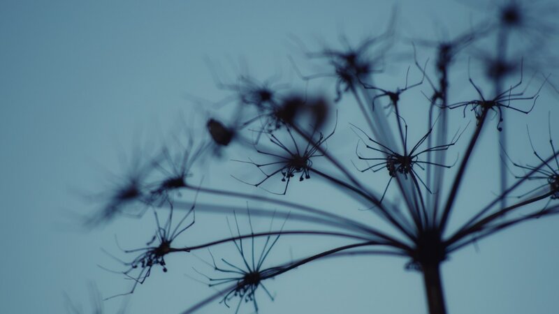 Silhouetted Plant Against Sky