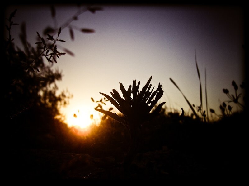 Silhouetted Plant at Sunset — Black