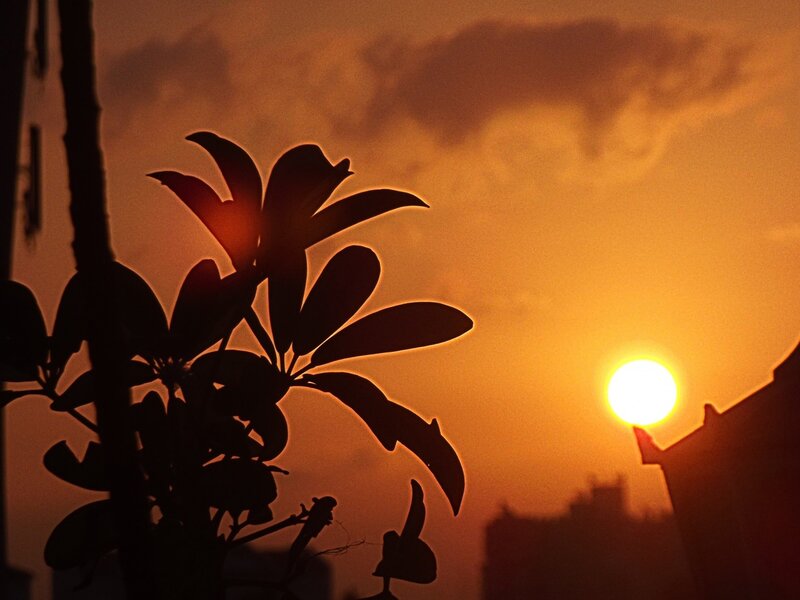 Silhouetted Plant at Sunset — Orange, Serene