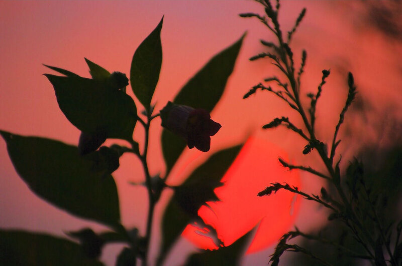 Silhouetted Plant at Sunset — Red, Dramatic