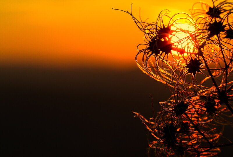 Silhouetted Plant at Sunset