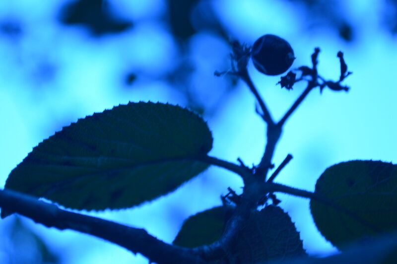 Silhouetted Plant Branch