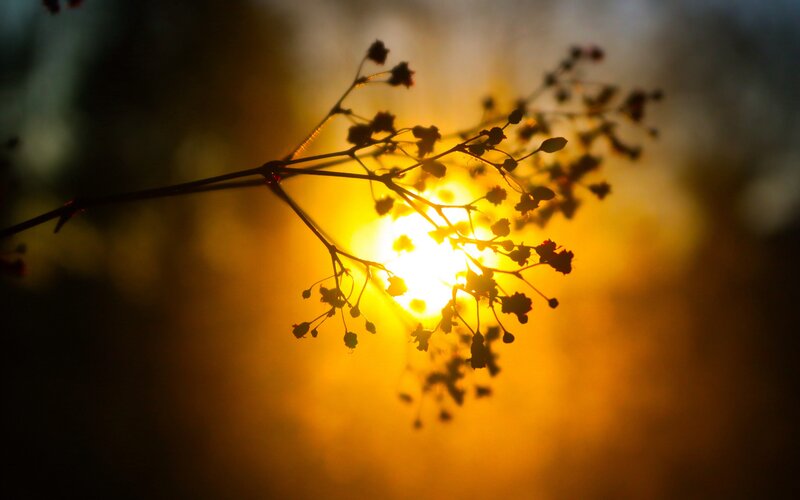 Silhouetted Plant Branch — Yellow