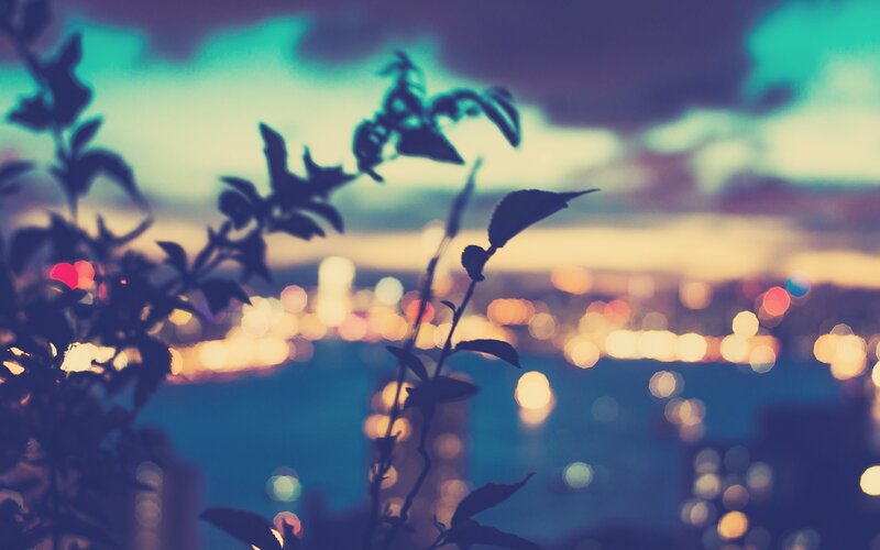 Silhouetted Plant Branches — Blue