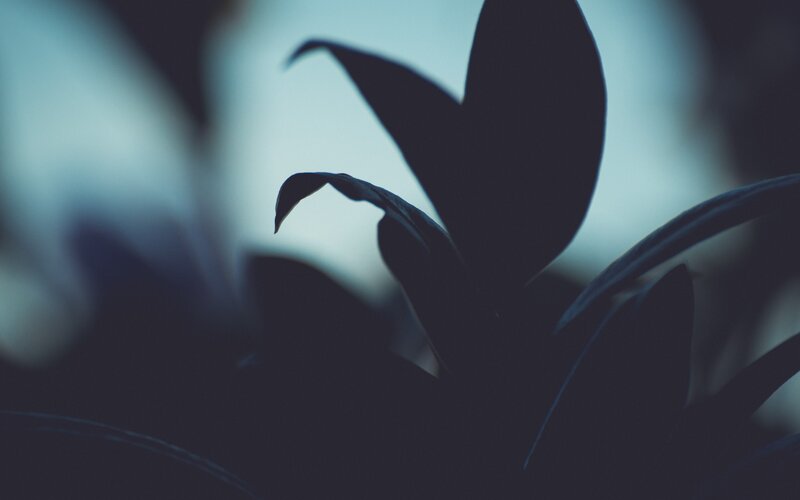 Silhouetted Plant Leaves — Blue