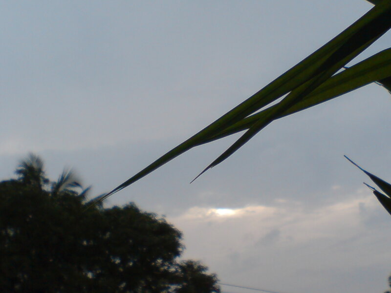 Silhouetted Plant Leaves