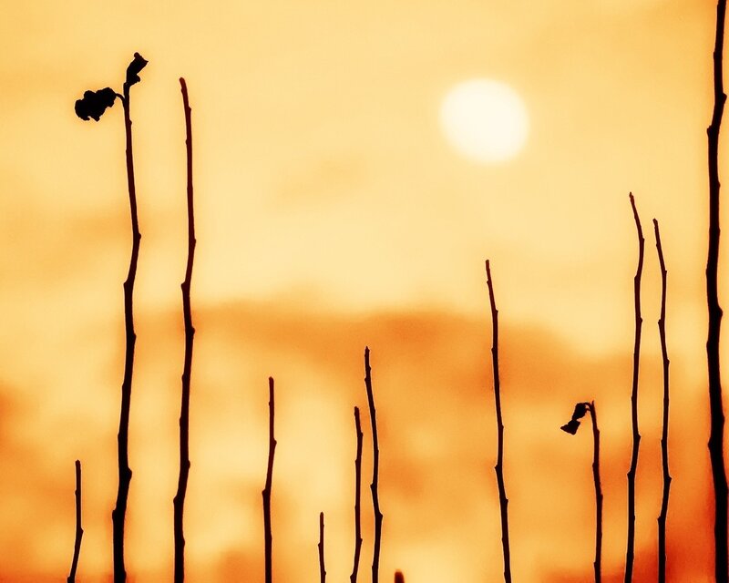 Silhouetted Plant Stems — Orange, Serene, Sunset, Photograph, Sun, Sky, Yellow