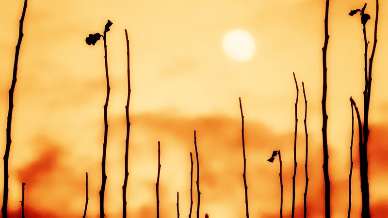 Silhouetted Plant Stems — Orange, Serene