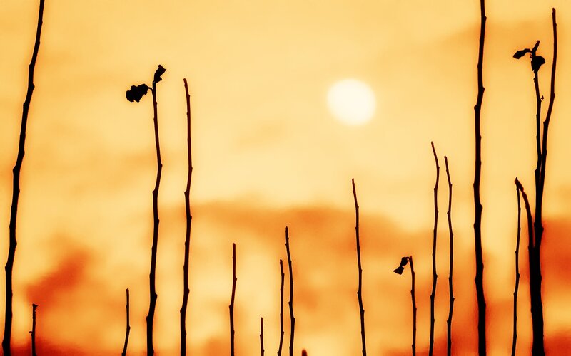 Silhouetted Plant Stems — Orange