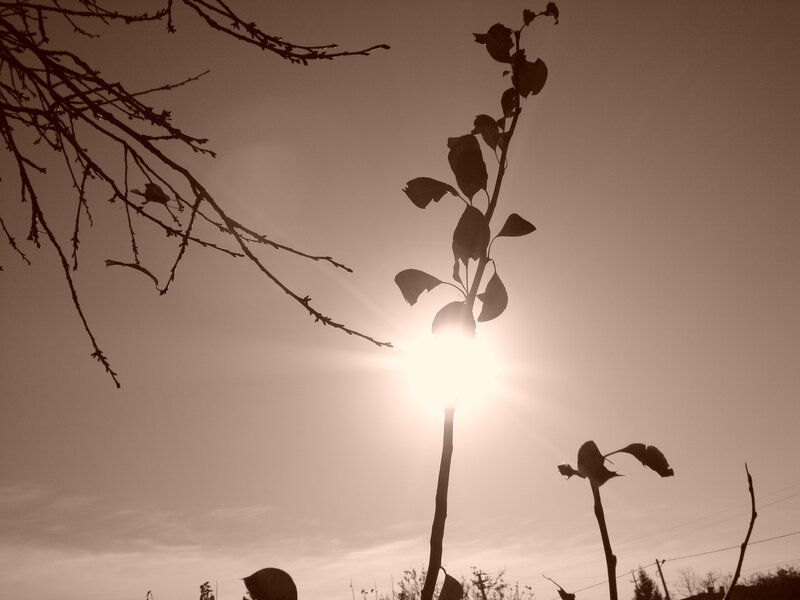 Silhouetted Plant Stems