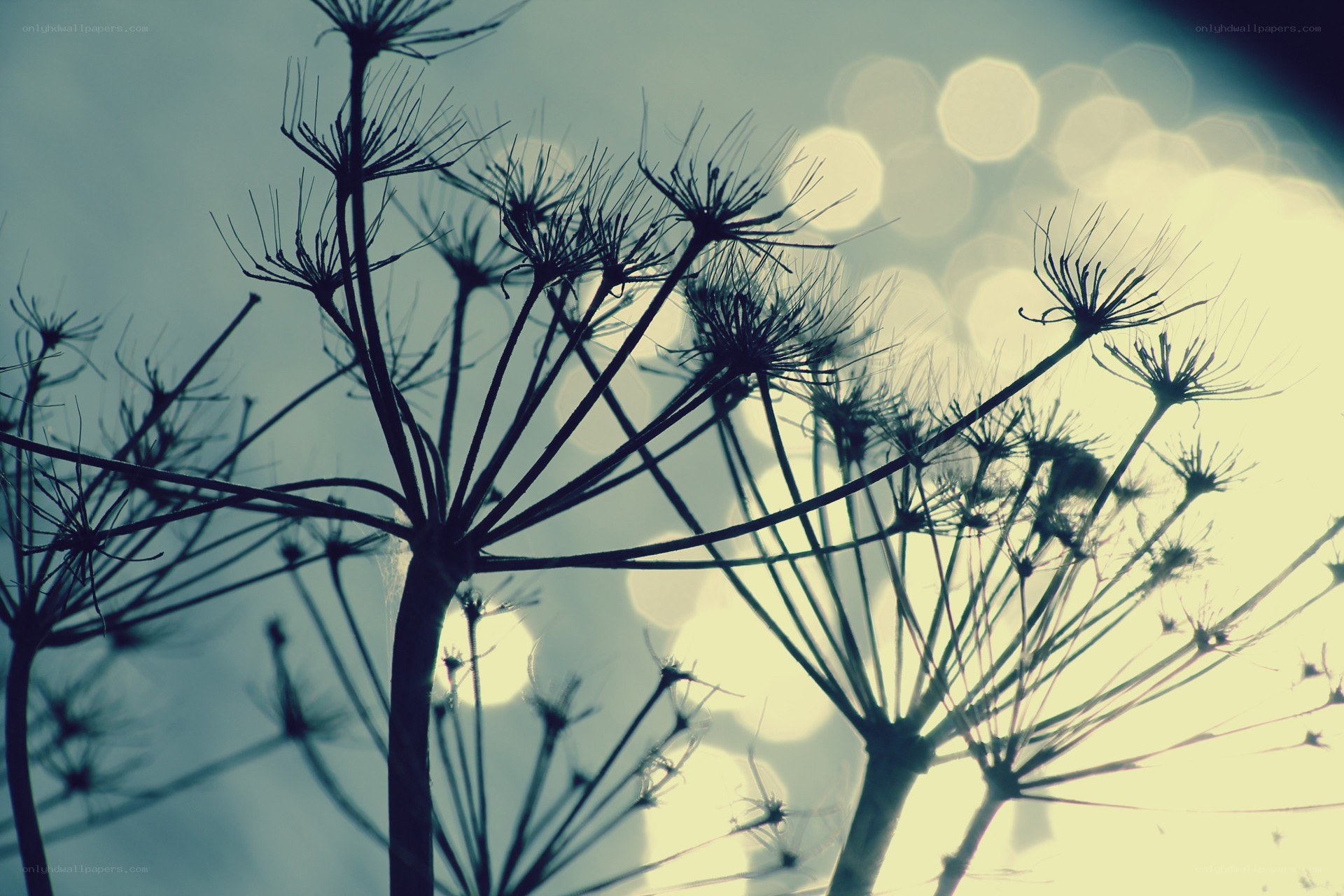 silhouetted plants against bokeh