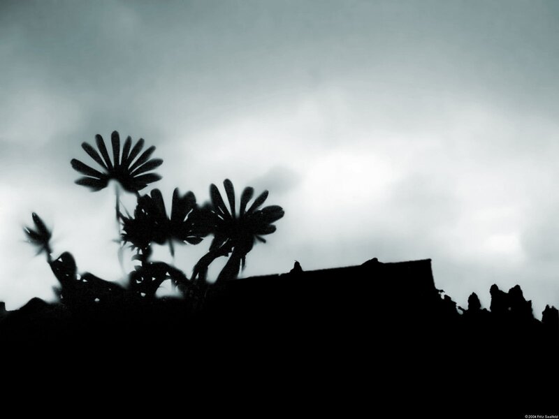 Silhouetted Plants Against Cloudy Sky