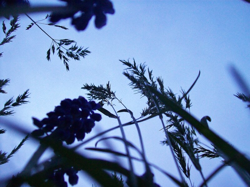 Silhouetted Plants Against Sky — Blue