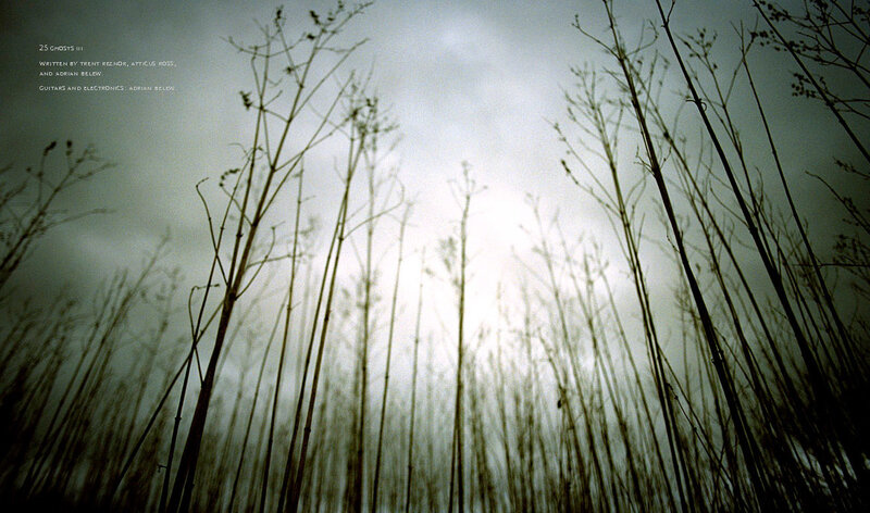 Silhouetted plants against sky