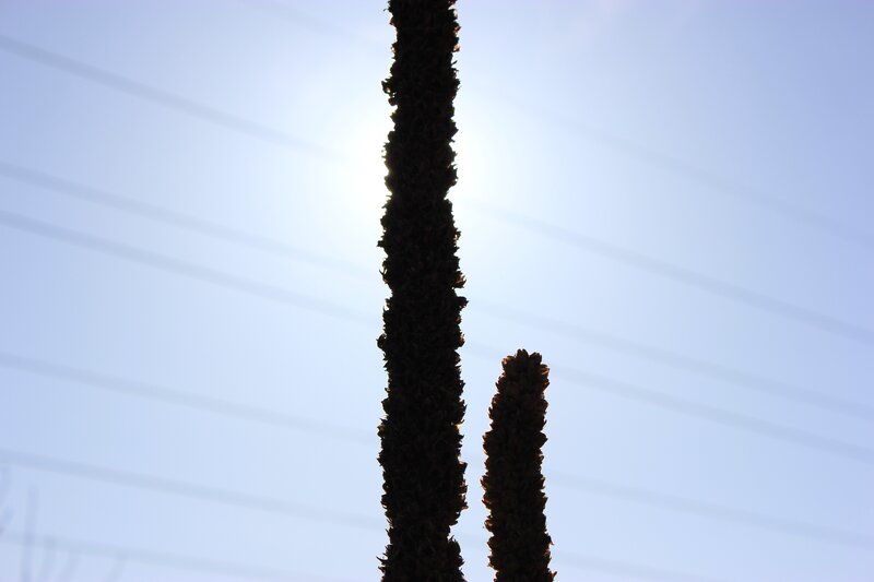 silhouetted plants against sun