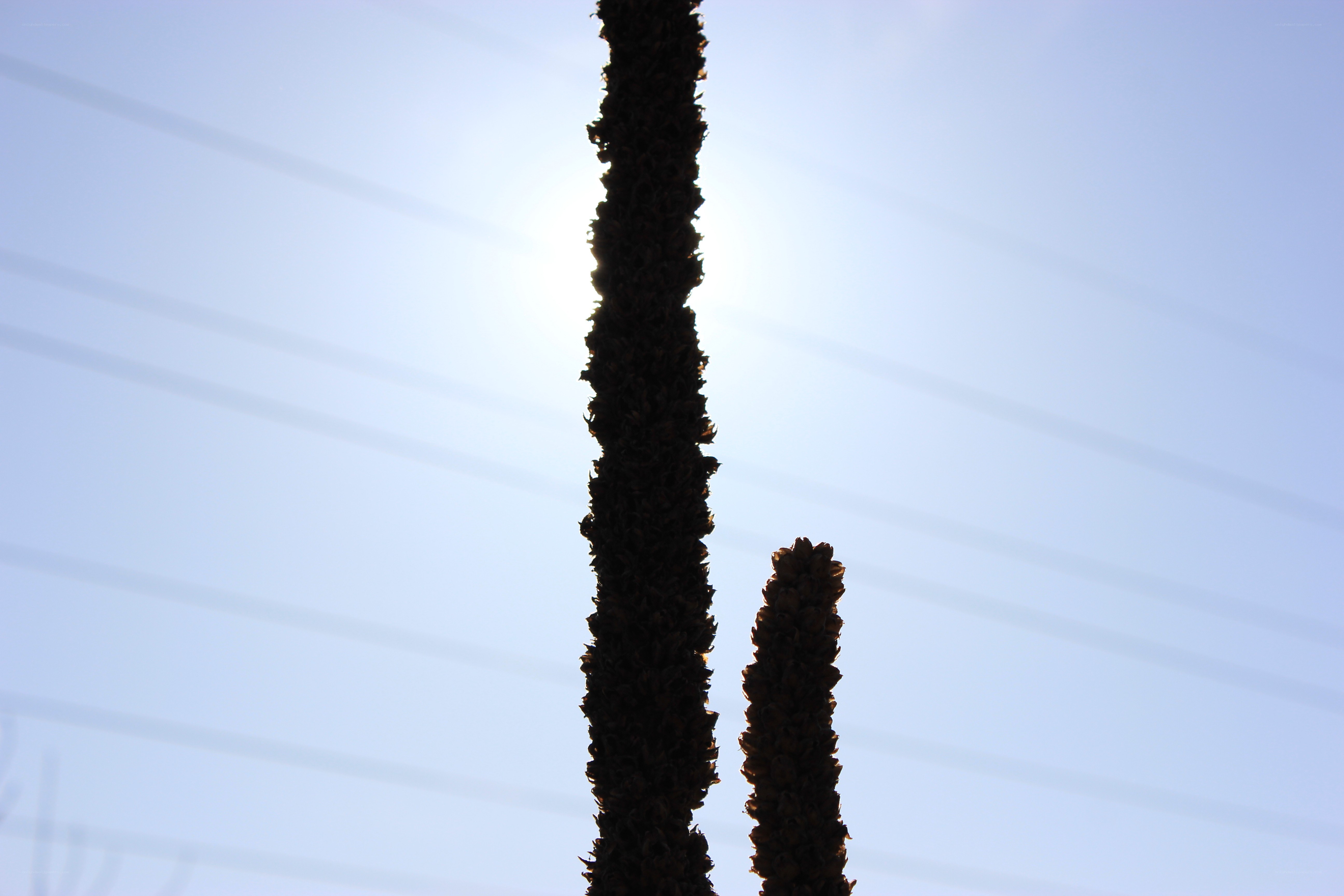 silhouetted plants against sun