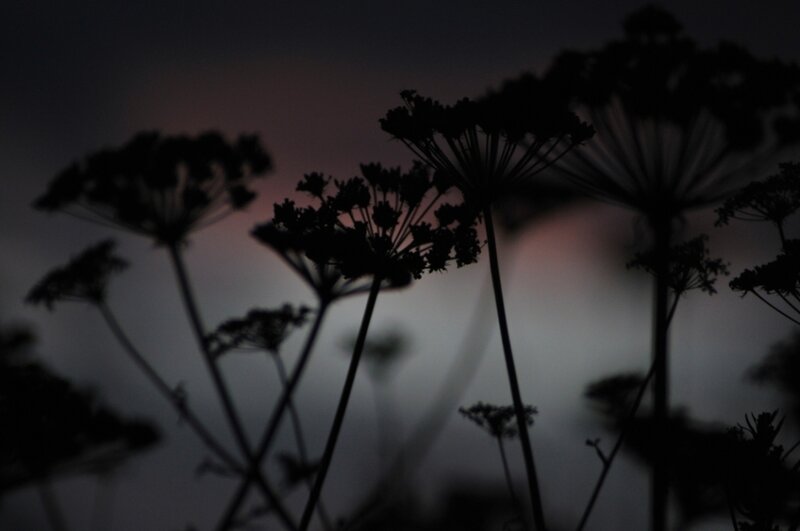 silhouetted plants at dusk