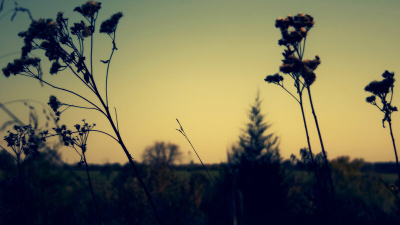 Silhouetted plants at dusk